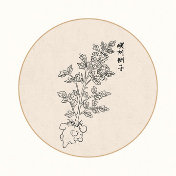 侧子中医中草药素材白描矢量