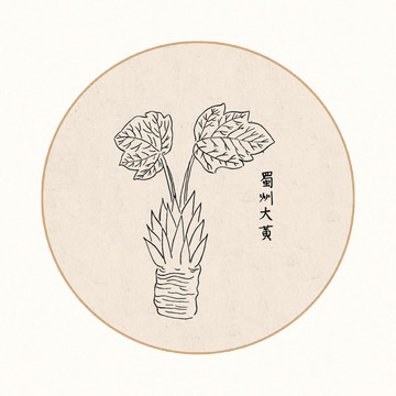 大黄中医中草药素材白描矢量