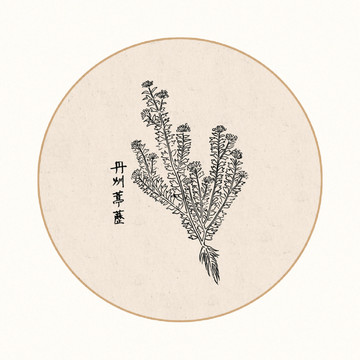 葶苈中医中草药素材白描矢量