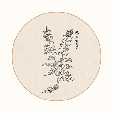 莨菪中医中草药素材白描矢量