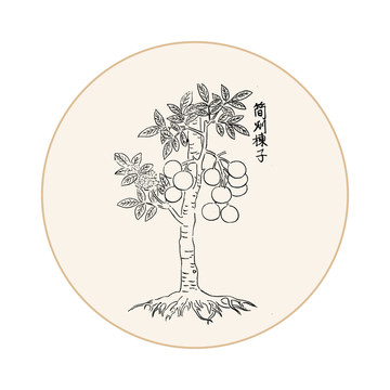 楝子中医中草药素材白描矢量