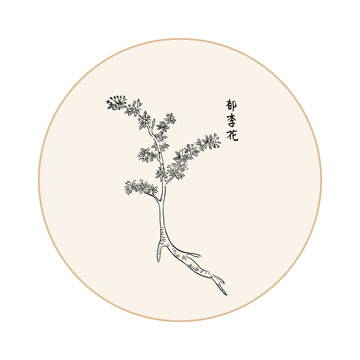 郁李花中医中草药素材白描矢量