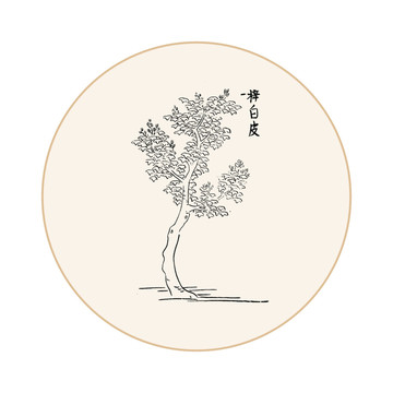梓白皮中医中草药素材白描矢量