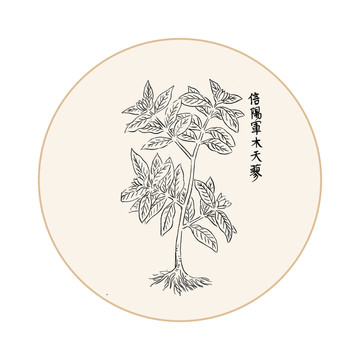 木天蓼中医中草药素材白描矢量