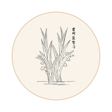 益智子中医中草药素材白描矢量