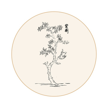紫荆中医中草药素材白描矢量