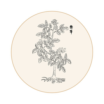 栾花中医中草药素材白描矢量