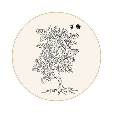 栾花中医中草药素材白描矢量