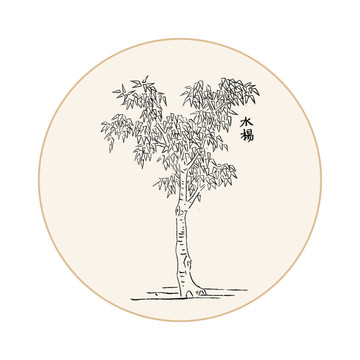 水杨树中医中草药素材白描矢量