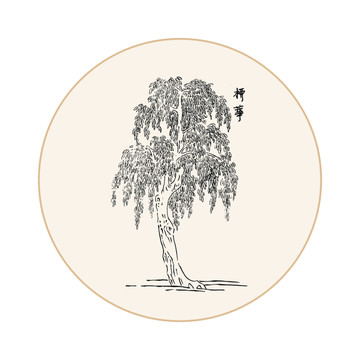 柳花中医中草药素材白描矢量