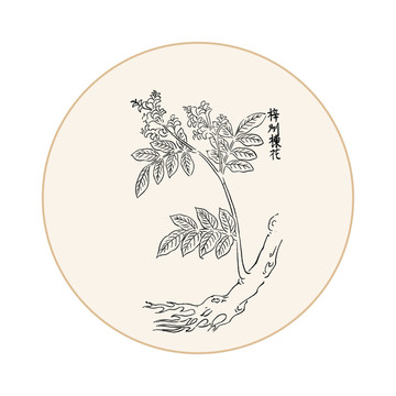 楝花中医中草药素材白描矢量