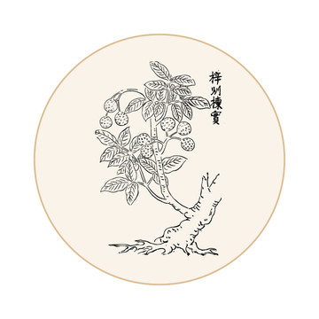 楝实中医中草药素材白描矢量