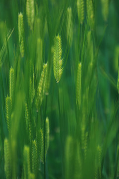 青绿色小麦
