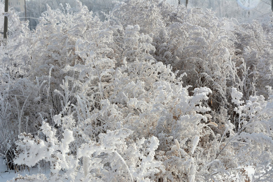 冰雪植物小景