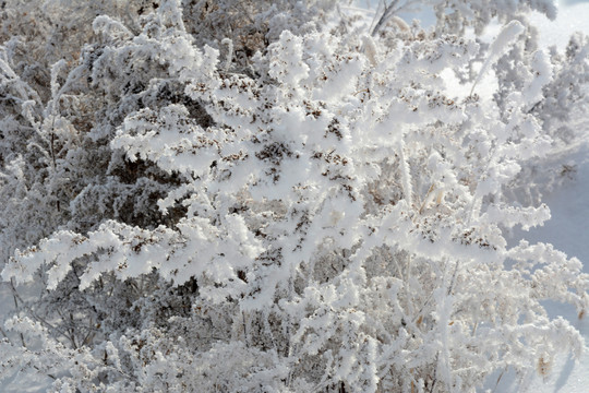 冰雪植物小景