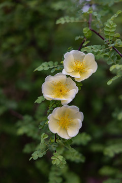 刺玫花