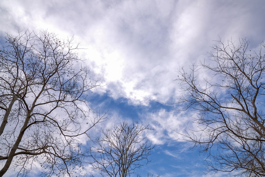 无叶树枝与蓝天白云