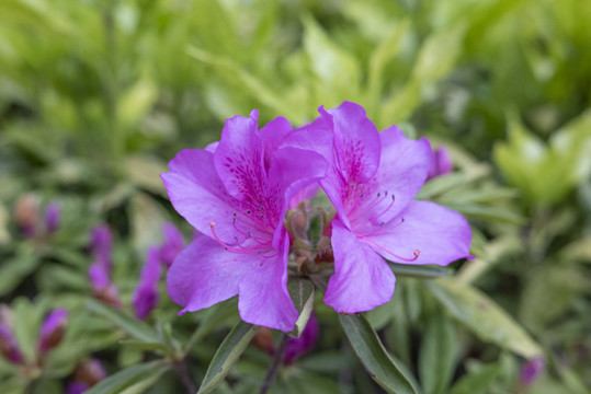 杜鹃花花卉特写