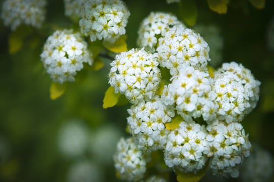 绣球菊