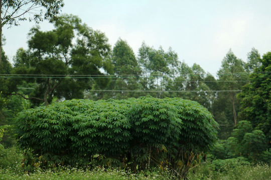 木署树