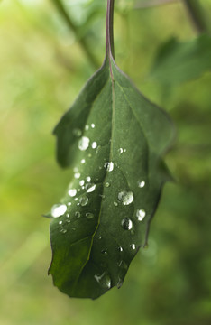 露珠小草