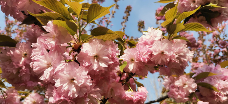 樱花