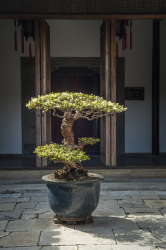 园林盆景