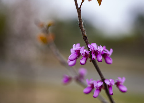 紫荆