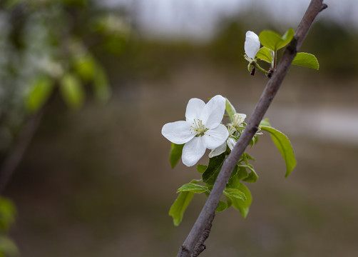 山樱花