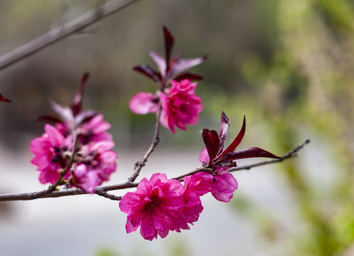 千叶桃花