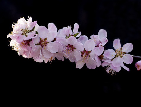 山桃花