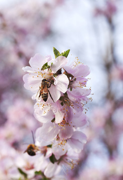 山桃花