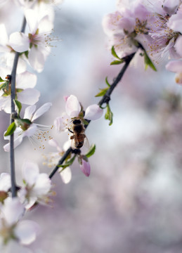 山桃花