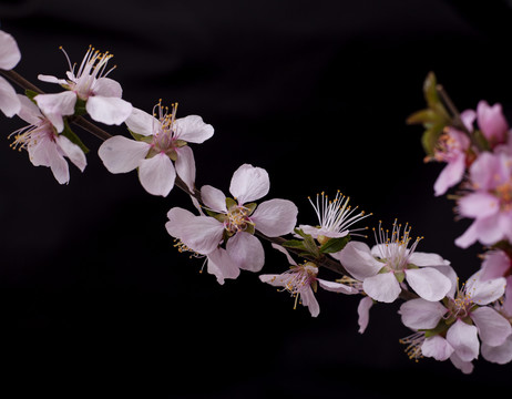 山桃花