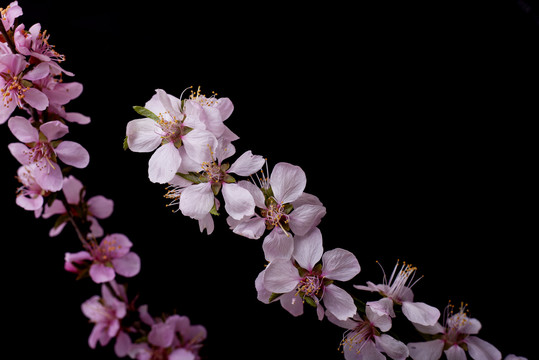 山桃花