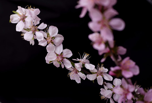 山桃花