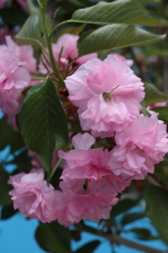 樱桃花樱花