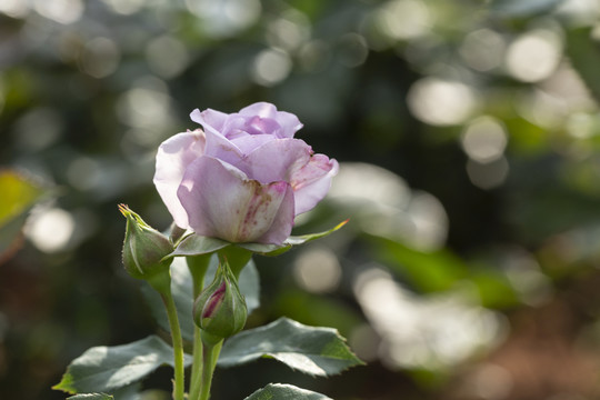 蓝色风暴月季花