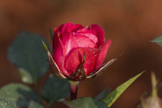 紫宝石月季花