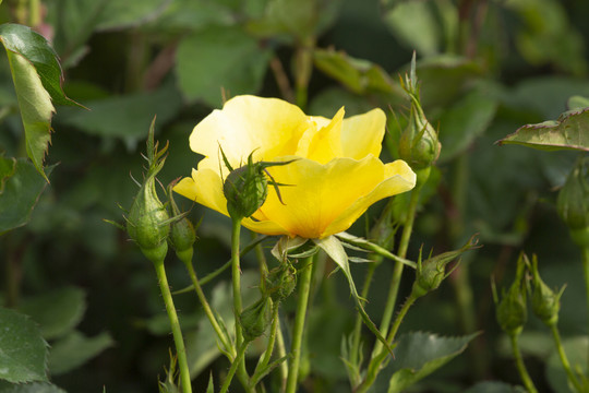 摩纳哥夏琳王妃月季花