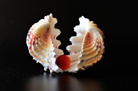 i海螺与珍珠