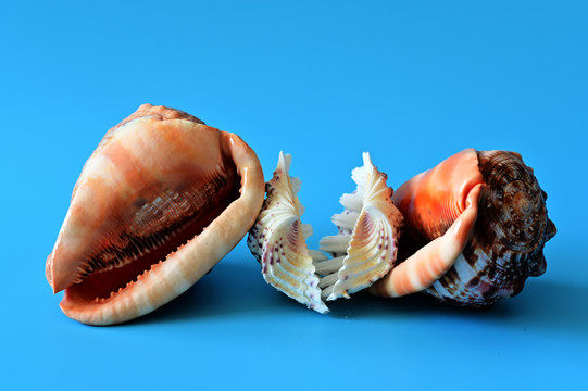 i海螺与珍珠