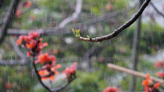 春雨润春芽