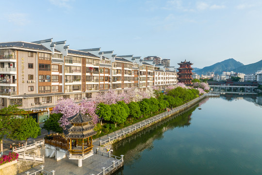 广西蒙山紫荆花开满城粉色