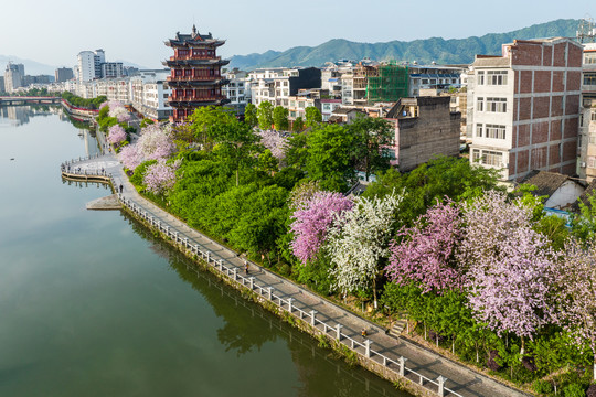 广西蒙山县紫荆花开