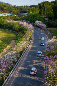 广西蒙山彩虹公路紫荆花盛开