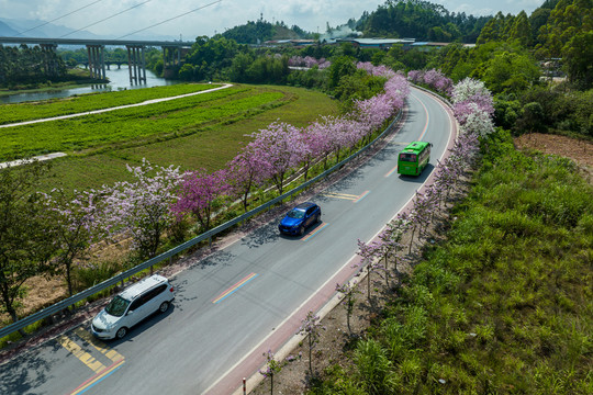 广西蒙山彩虹公路紫荆花开