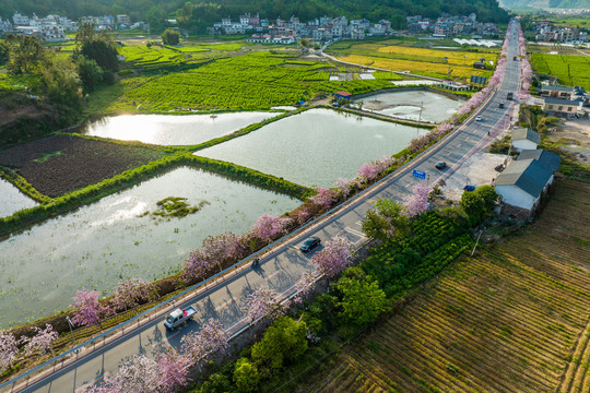 广西蒙山彩虹公路紫荆花开