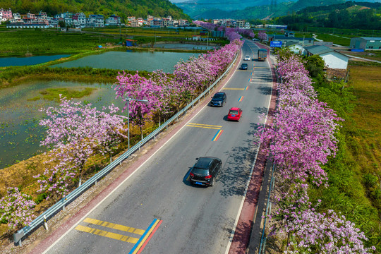 广西蒙山彩虹公路紫荆花开