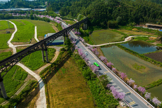 广西蒙山彩虹公路紫荆花开